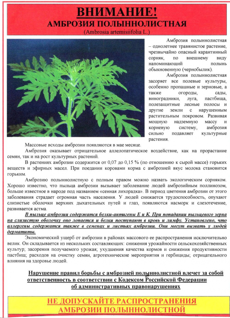 ambroziya_plakat.jpg ambroziya_plakat.jpg