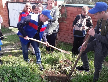 Высажено более 40 саженцев породы клен.