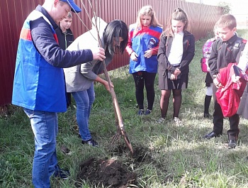 Высажено более 40 саженцев породы клен.